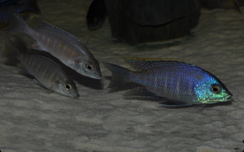 Placidochromis sp. 'blue otter' Tsano Rock